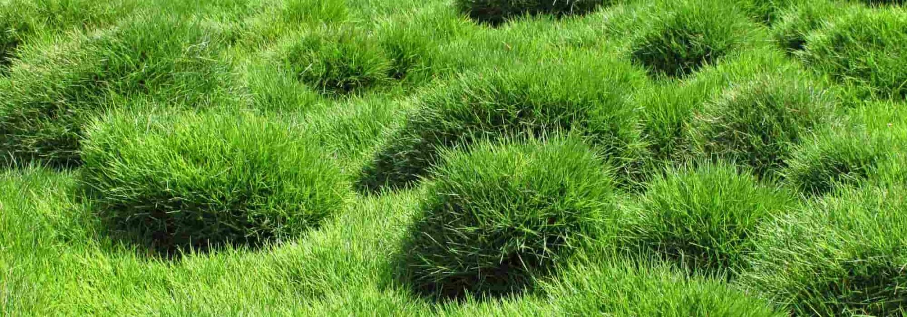 Lo Zoysia tenuifolia o prato delle Mascarene: piantagione, coltivazione e cura