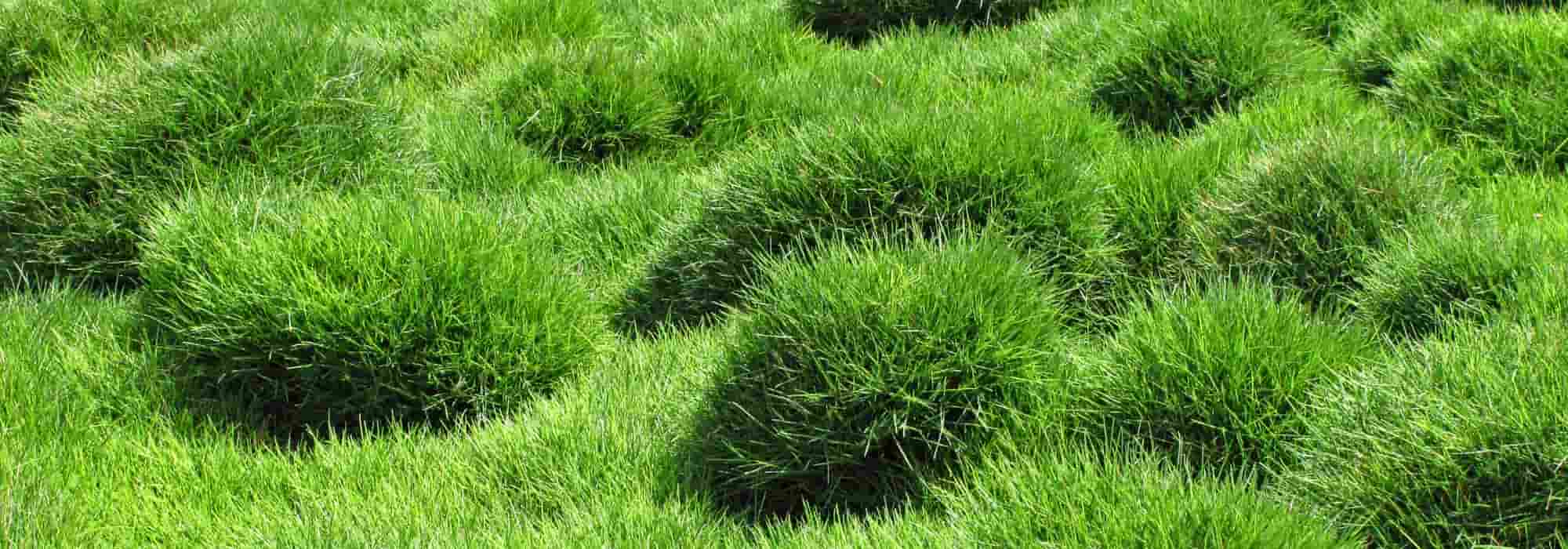 **Zoysia tenuifolia o prato delle Mascarene: piantagione, coltivazione e manutenzione**
Lo *Zoysia tenuifolia*, conosciuto anche come "prato delle Mascarene", è una pianta erbacea perenne apprezzata per la sua resistenza e il suo aspetto morbido e compatto. Originaria delle regioni tropicali e subtropicali, questa graminacea è ideale per creare tappeti erbosi densi e poco esigenti.
### **Piantagione**
1. **Periodo ideale**: Piantare in primavera o all'inizio dell'estate, quando le temperature sono stabili e favorevoli alla crescita.
2. **Terreno**: Predilige terreni ben drenati e leggeri. Evitare ristagni d'acqua.
3. **Esposizione**: Ama il sole pieno, ma tollera anche la mezz'ombra.
4. **Distanza di piantagione**: Lasciare circa 20-30 cm tra una pianta e l'altra per permettere una crescita uniforme.
### **Coltivazione**
- **Irrigazione**: Moderata, soprattutto durante i periodi di siccità. Una volta stabilizzato, il prato delle Mascarene richiede poca acqua.
- **Concimazione**: Utilizzare un fertilizzante bilanciato in primavera e in autunno per favorire una crescita sana.
- **Resistenza**: Tollera bene il caldo e la siccità, ma è meno resistente al freddo intenso.
### **Manutenzione**
- **Taglio**: Raramente necessario, poiché cresce lentamente e rimane basso. Se desideri un aspetto più ordinato, taglia a un'altezza di circa 5 cm.
- **Diserbo**: Controlla regolarmente la presenza di erbacce, soprattutto nelle prime fasi di crescita.
- **Propagazione**: Si diffonde naturalmente attraverso stoloni, ma può essere moltiplicato per divisione dei cespi.
Con le giuste cure, lo *Zoysia tenuifolia* regalerà un prato folto e resistente, perfetto per giardini poco esigenti e dal fascino naturale.