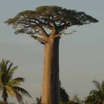 Adansonia - Baobab: piantare e coltivare