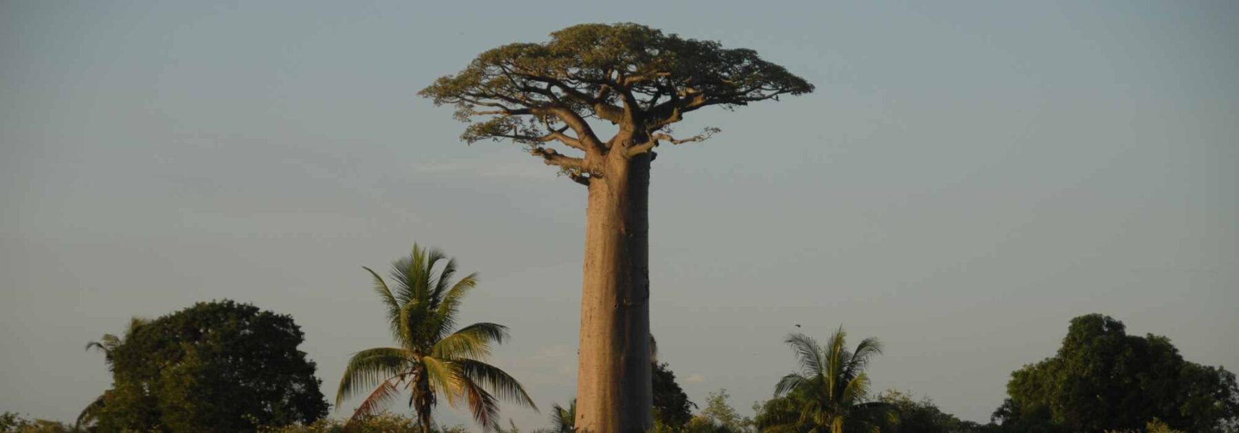 Adansonia - Baobab: piantare e coltivare