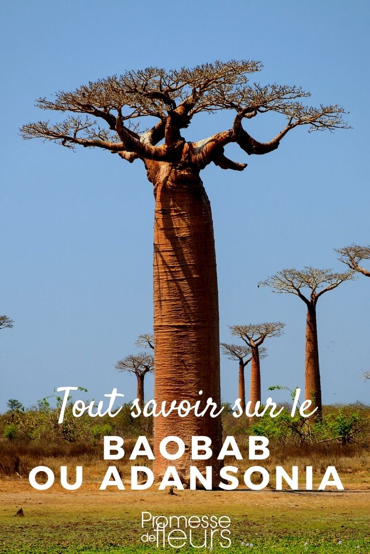 Adansonia Baobab: piantare e coltivare