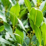 L'Alloro: piantagione, cura, potatura