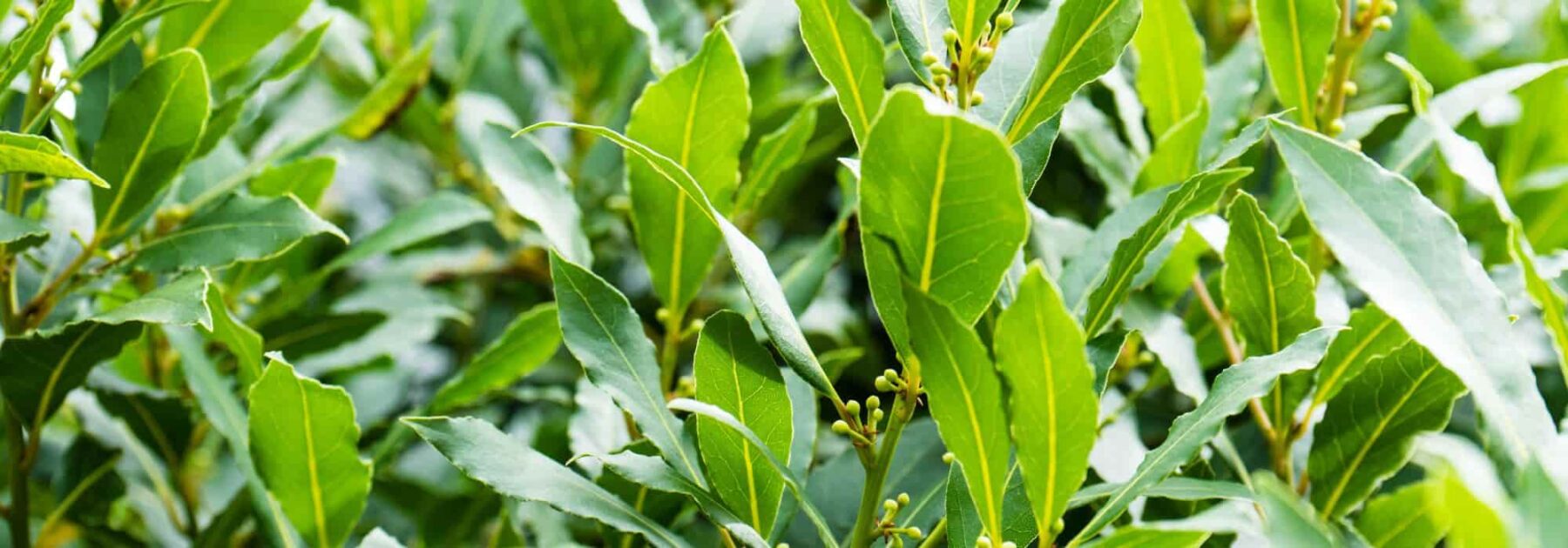 L'Alloro: piantagione, cura, potatura