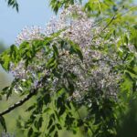 Melia - Olivello spinoso: piantare e coltivare