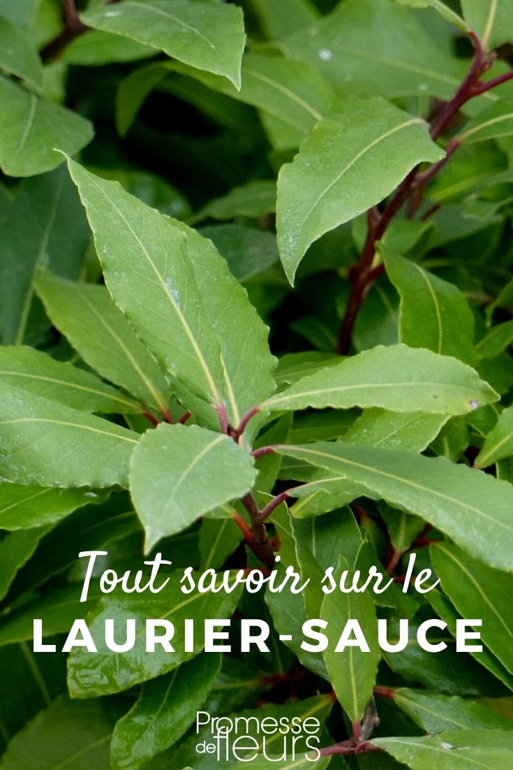 alloro Laurus nobilis
