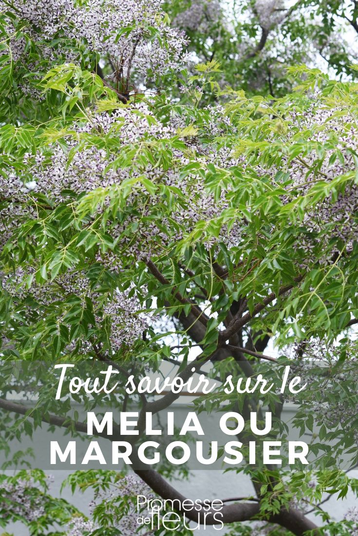 Pinterest Melia mangostano
