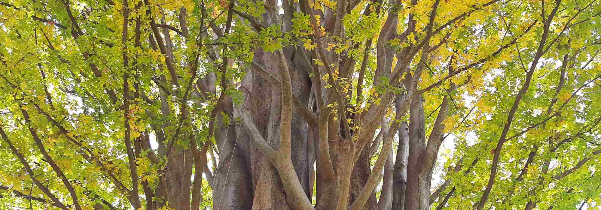 Zelkova - Olmo del Giappone: piantare e curare