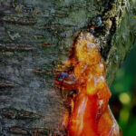 La gommosi degli alberi da frutto a nocciolo