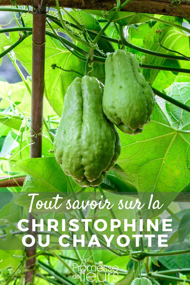 chayota christofina