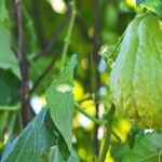 La christophine o chayote: piantare, curare e raccogliere