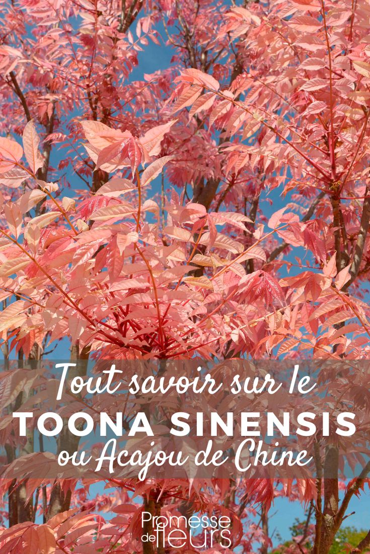Pinterest - Schede piante Tutto quello che c'è da sapere Toona sinensis o Acacia della Cina: piantare e coltivare