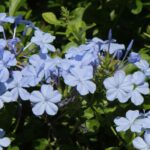 Gelsomino azzurro - Plumbago: coltivazione e cura