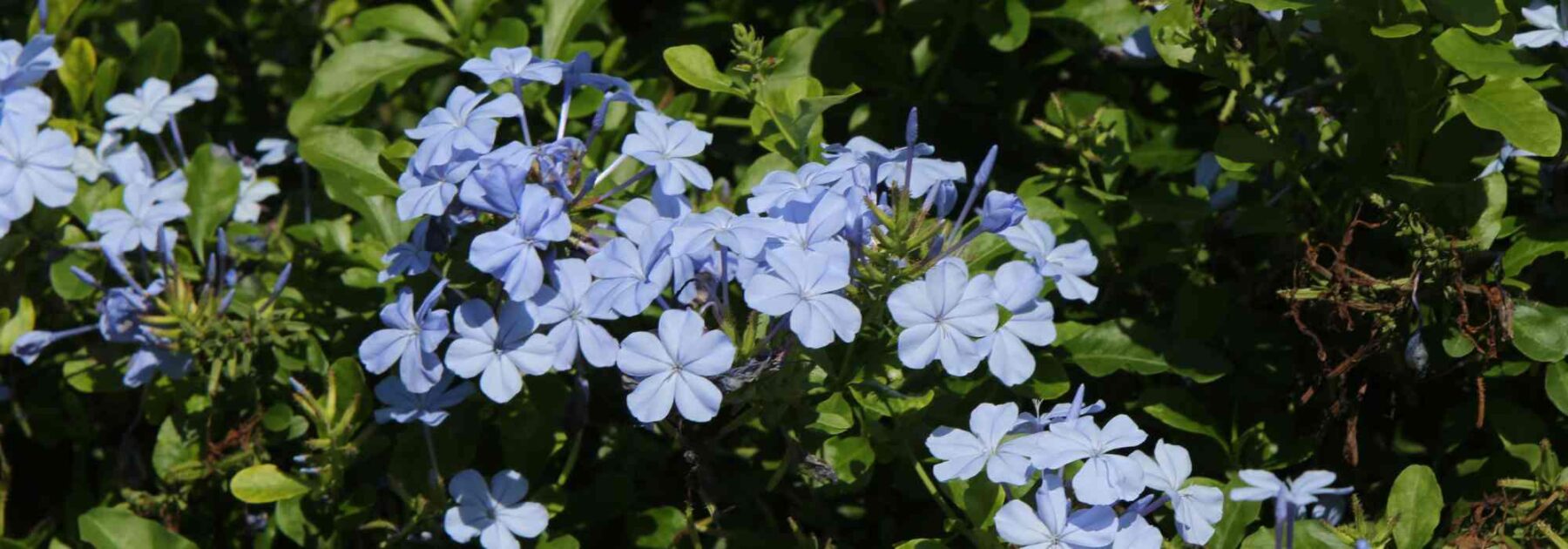 Gelsomino azzurro - Plumbago: coltivazione e cura