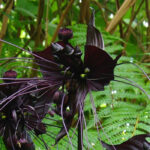 Tacca: piantagione, coltivazione, cura