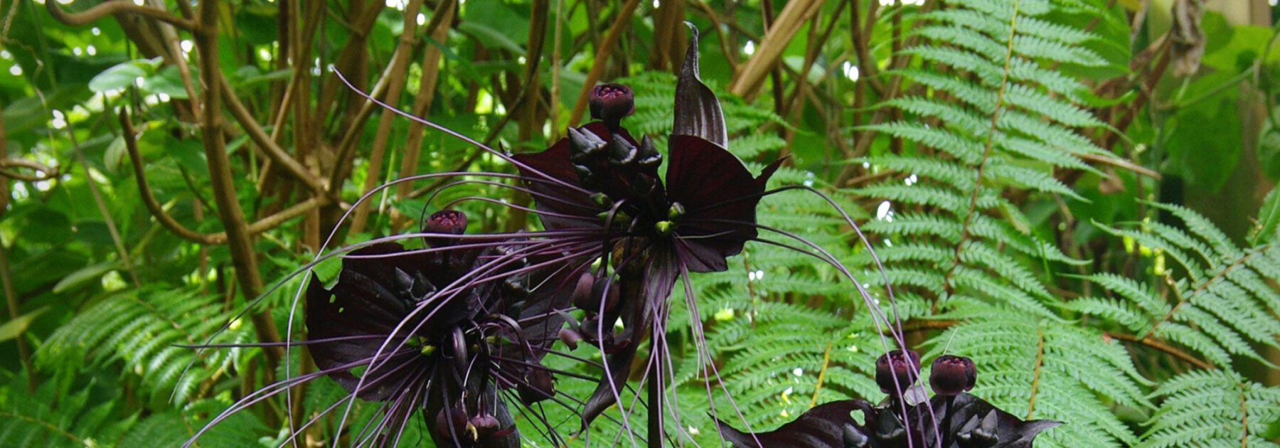 Tacca: piantagione, coltivazione, cura