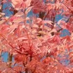 Toona sinensis o Mogano cinese: piantare e coltivare