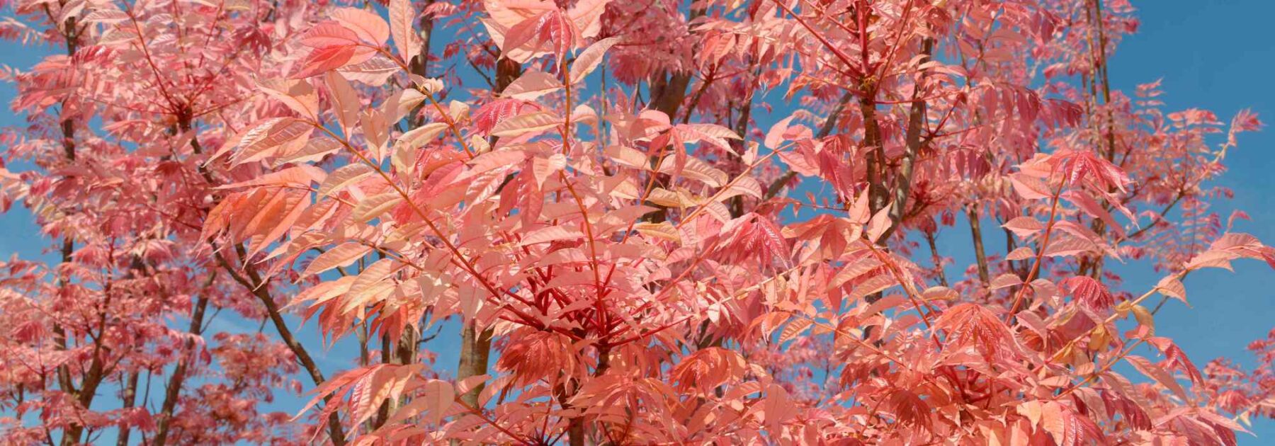 Toona sinensis o Mogano cinese: piantare e coltivare