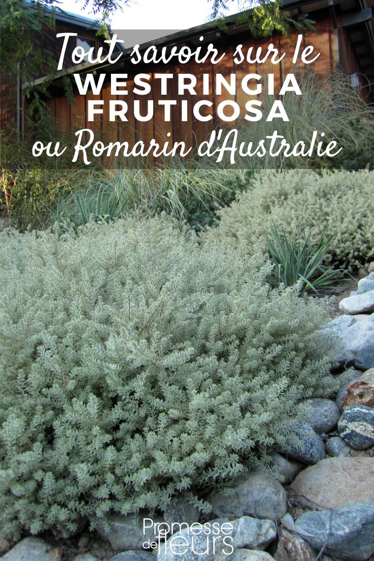 Westringia fruticosa rosmarino australiano