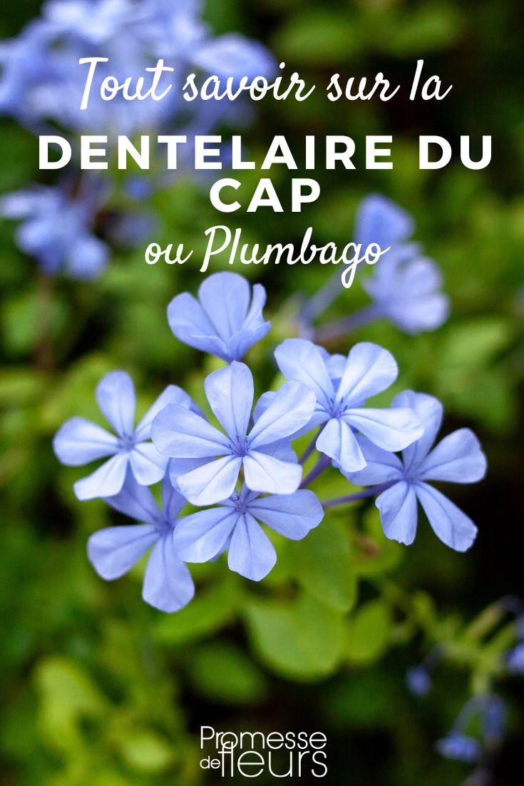Plumbago plumbago del Capo