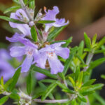 Westringia fruticosa - Falso rosmarino: piantagione, coltivazione e cura