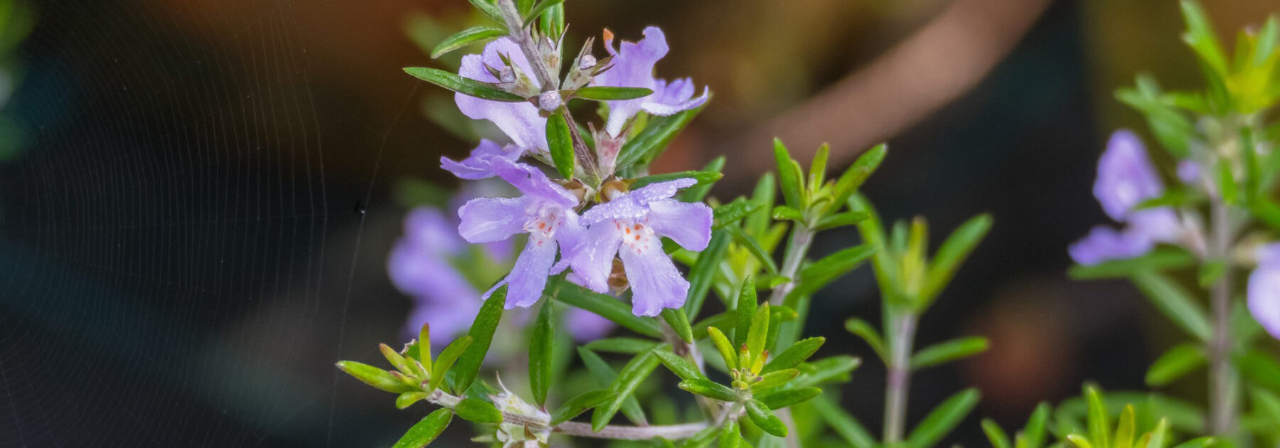 Westringia fruticosa - Falso rosmarino: piantagione, coltivazione e cura