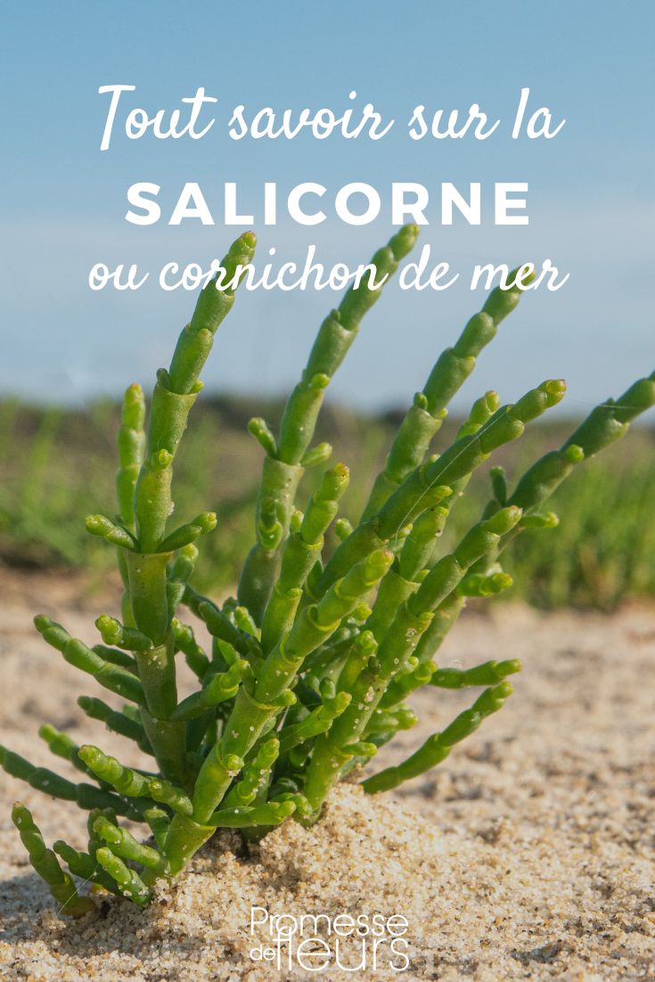 salicornia cetriolo di mare