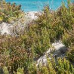 Salicornia - cetriolo di mare: piantare, coltivare e raccogliere