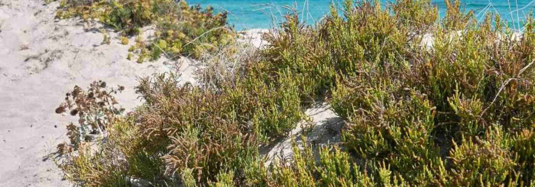 Salicornia - cetriolo di mare: piantare, coltivare e raccogliere