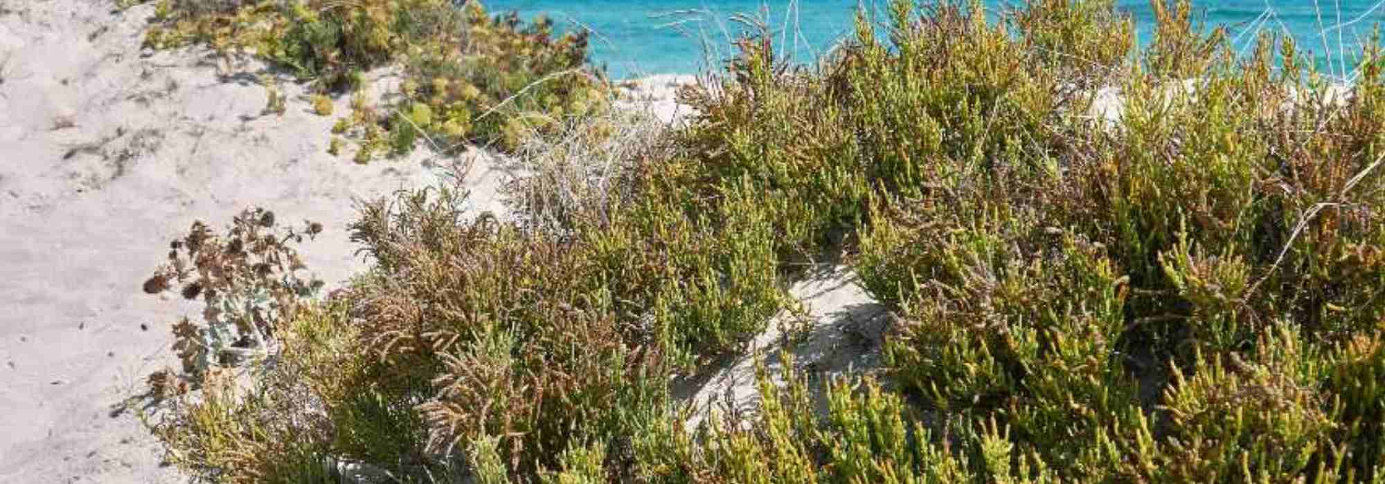 **Salicornia - cetriolo di mare: piantare, coltivare e raccogliere**
La salicornia, conosciuta anche come "cetriolo di mare", è una pianta alofita che cresce spontaneamente nelle zone costiere e salmastre. Apprezzata per il suo sapore salato e croccante, è un'ottima aggiunta alle insalate e ai piatti di pesce. Scopri come piantare, coltivare e raccogliere questa pianta unica nel tuo giardino o orto.
### **Piantare la salicornia**
1. **Scelta del terreno**: La salicornia predilige terreni sabbiosi e salini. Se non vivi vicino alla costa, puoi ricreare queste condizioni aggiungendo sabbia e un po' di sale al terreno.
2. **Semina**: Semina i semi in primavera, direttamente in piena terra o in vaso. Assicurati che il terreno sia ben drenato.
3. **Esposizione**: Posiziona la pianta in un'area soleggiata, poiché ha bisogno di molta luce per crescere.
### **Coltivare la salicornia**
- **Irrigazione**: La salicornia tollera bene la siccità, ma è importante mantenere il terreno leggermente umido, soprattutto nelle prime fasi di crescita.
- **Concimazione**: Non necessita di concimazioni abbondanti. Un fertilizzante naturale leggero può essere sufficiente.
- **Protezione**: È una pianta resistente, ma controlla la presenza di parassiti come afidi o lumache.
### **Raccolta della salicornia**
La salicornia è pronta per la raccolta quando i suoi steli sono verdi e carnosi, di solito tra luglio e settembre. Taglia gli steli con forbici pulite, lasciando una parte della pianta per favorire una nuova crescita.
### **Utilizzi in cucina**
La salicornia può essere consumata cruda, saltata in padella o conservata sott'aceto. Il suo sapore salato la rende perfetta per accompagnare pesce, insalate e piatti a base di verdure.
Con queste semplici indicazioni, potrai goderti il gusto unico della salicornia direttamente dal tuo giardino!