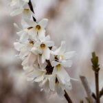 Abeliophyllum: piantare, coltivare e curare