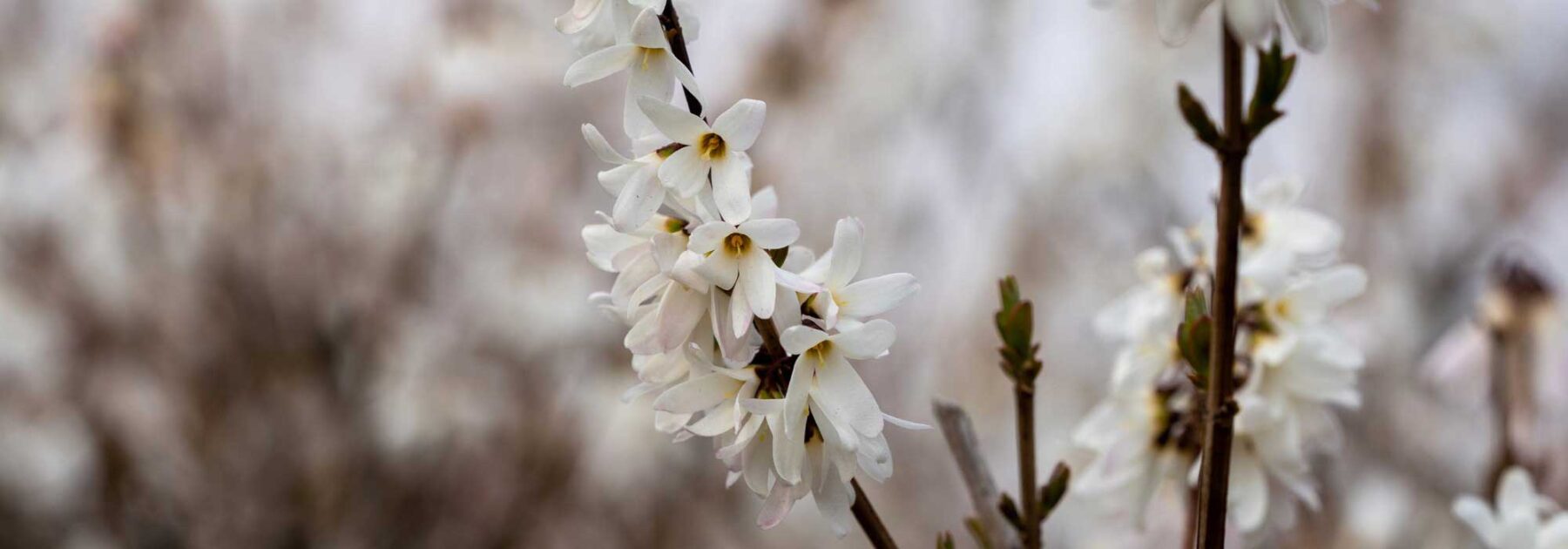 Abeliophyllum: piantare, coltivare e curare