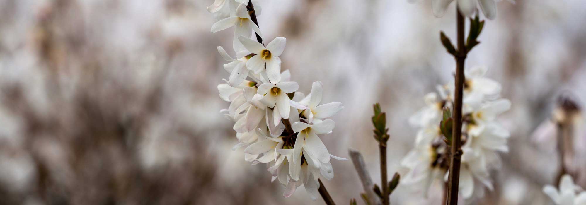 Abeliophyllum: piantare, coltivare e curare