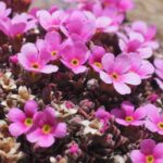 Androsace: coltivazione, piantagione, cura