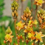 Fiore di serpente: piantare, coltivare e curare
