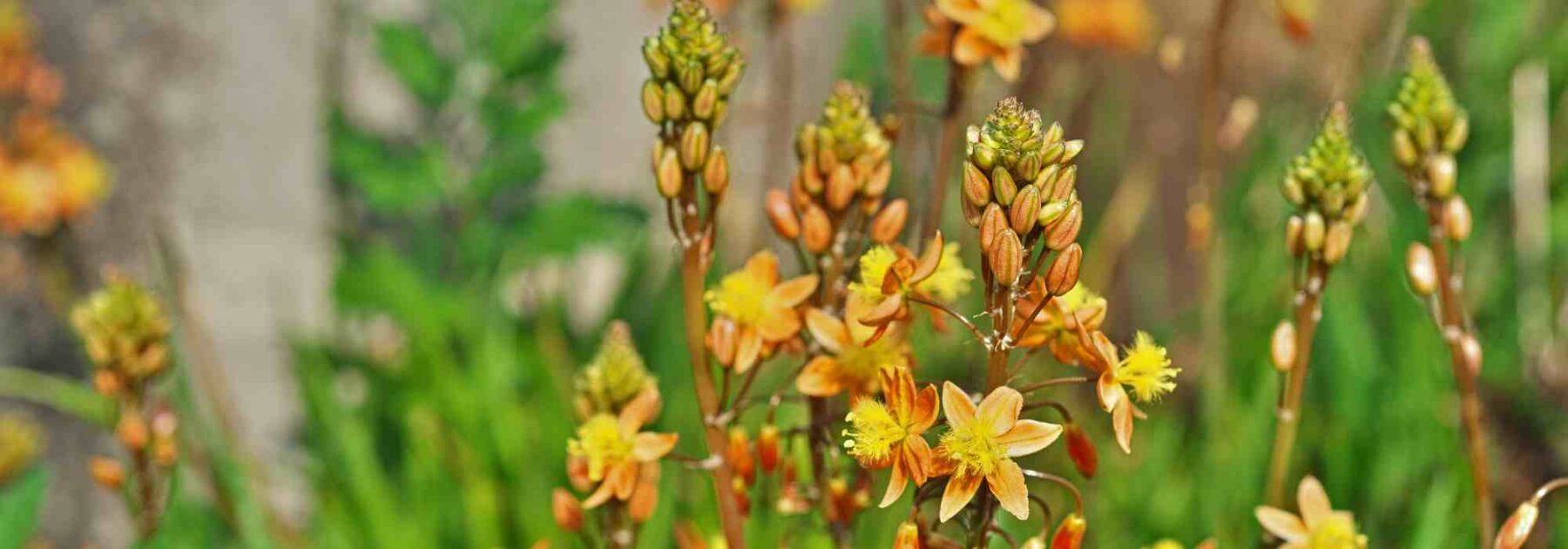 Fiore di serpente: piantare, coltivare e curare