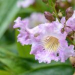 Chitalpa tashkentensis: piantagione, potatura, cura