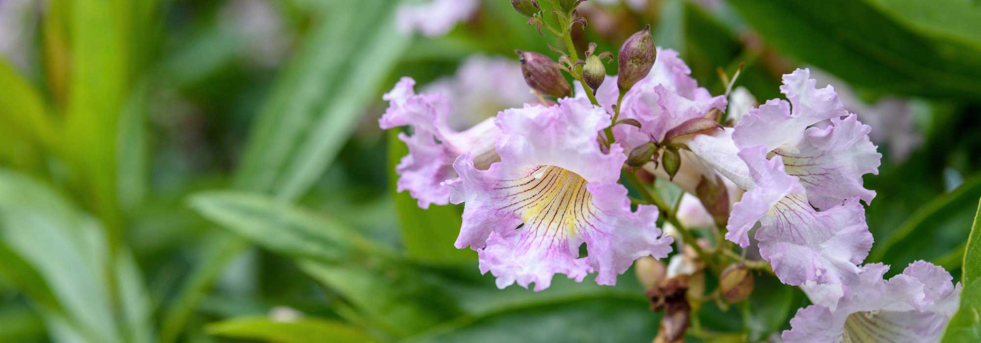 **Chitalpa tashkentensis: piantagione, potatura, cura**

Il *Chitalpa tashkentensis* è un albero ornamentale ibrido, risultato dell'incrocio tra *Catalpa bignonioides* e *Chilopsis linearis*. Apprezzato per la sua fioritura abbondante e la resistenza alla siccità, è una scelta ideale per giardini e spazi verdi. Ecco una guida completa per la sua piantagione, potatura e cura.

### **Piantagione del Chitalpa tashkentensis**

1. **Scelta del luogo**:
   - Predilige posizioni soleggiate, ma tollera anche la mezz'ombra.
   - Assicurati che il terreno sia ben drenato per evitare ristagni idrici.

2. **Preparazione del terreno**:
   - Il *Chitalpa* si adatta a diversi tipi di terreno, ma preferisce quelli fertili e leggermente alcalini.
   - Aggiungi compost o letame maturo per migliorare la struttura del terreno.

3. **Piantagione**:
   - Scava una buca larga e profonda il doppio della zolla.
   - Posiziona l'albero e riempi con terra, comprimendo leggermente.
   - Annaffia abbondantemente dopo la piantagione.

### **Potatura del Chitalpa tashkentensis**

1. **Quando potare**:
   - La potatura va effettuata a fine inverno o inizio primavera, prima della ripresa vegetativa.

2. **Come potare**:
   - Elimina i rami secchi, danneggiati o malati.
   - Riduci i rami troppo lunghi per mantenere una forma armoniosa.
   - Evita potature troppo drastiche, poiché il *Chitalpa* fiorisce sui rami dell'anno precedente.

### **Cura del Chitalpa tashkentensis**

1. **Annaffiatura**:
   - Durante il primo anno, annaffia regolarmente per favorire l'attecchimento.
   - Una volta stabilito, resiste bene alla siccità, ma apprezza annaffiature occasionali in periodi molto secchi.

2. **Concimazione**:
   - In primavera, applica un concime bilanciato per piante arboree.
   - Evita eccessi di azoto, che potrebbero favorire la crescita vegetativa a discapito della fioritura.

3. **Protezione invernale**:
   - Nelle regioni con inverni rigidi, proteggi la base dell'albero con una pacciamatura di foglie o paglia.

4. **Malattie e parassiti**:
   - Il *Chitalpa* è generalmente resistente, ma può essere attaccato da afidi o oidio. Tratta con prodotti specifici se necessario.

### **Conclusione**

Il *Chitalpa tashkentensis* è un albero facile da coltivare, ideale per chi cerca una pianta ornamentale con poche esigenze ma grande impatto visivo. Seguendo queste semplici indicazioni, potrai godere della sua bellezza per molti anni.