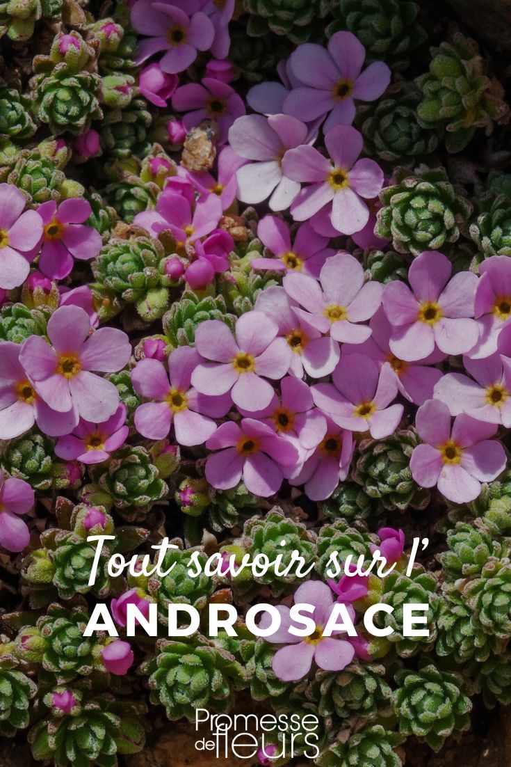 Pinterest - Schede piante Tutto quello che c'è da sapere (1) fiori di Androsace