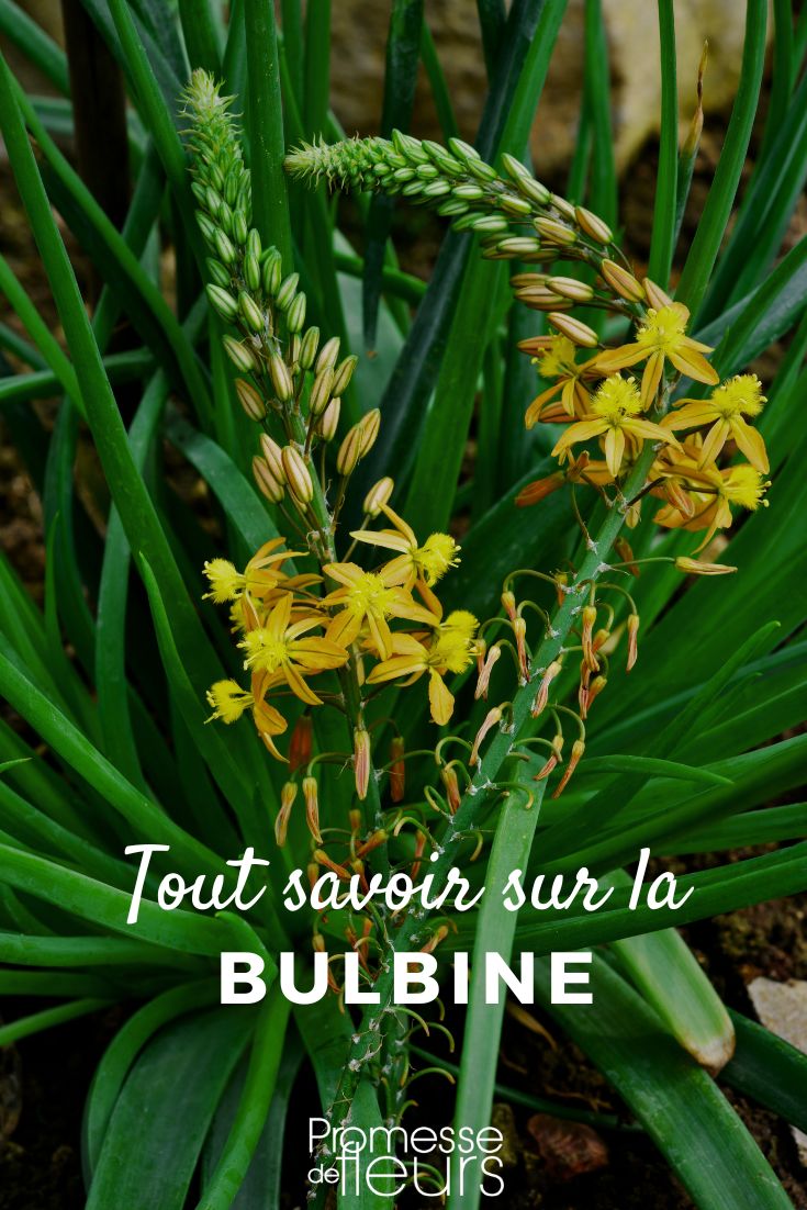 coltivare la bulbine Bulbine Frutescens