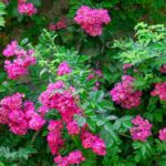 La nostra selezione di rose rampicanti a fiori rosa