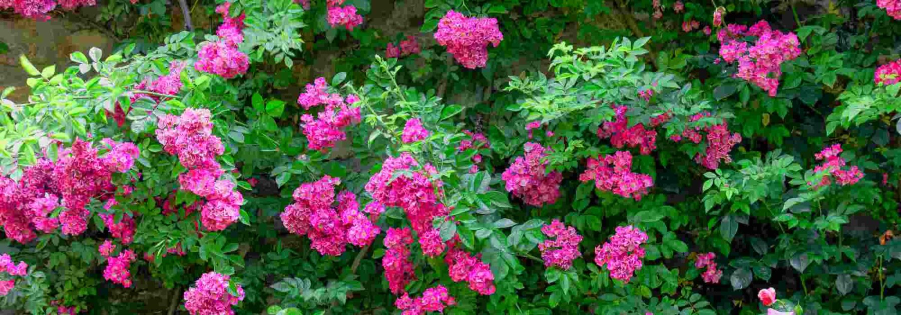 La nostra selezione di rose rampicanti a fiori rosa