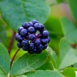 Eleuterococco, Acanthopanax: piantare, coltivare e curare