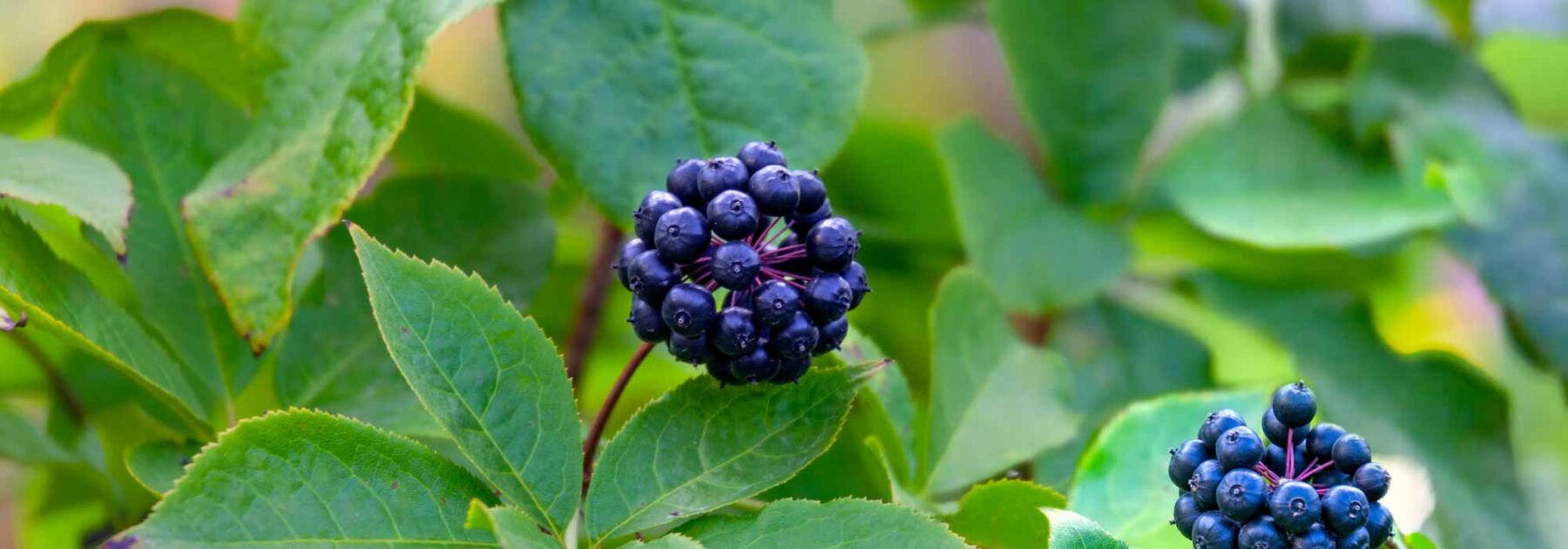 Eleuterococco, Acanthopanax: piantare, coltivare e curare