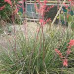 Hesperaloe - Yucca rosso: piantagione, coltivazione e cura