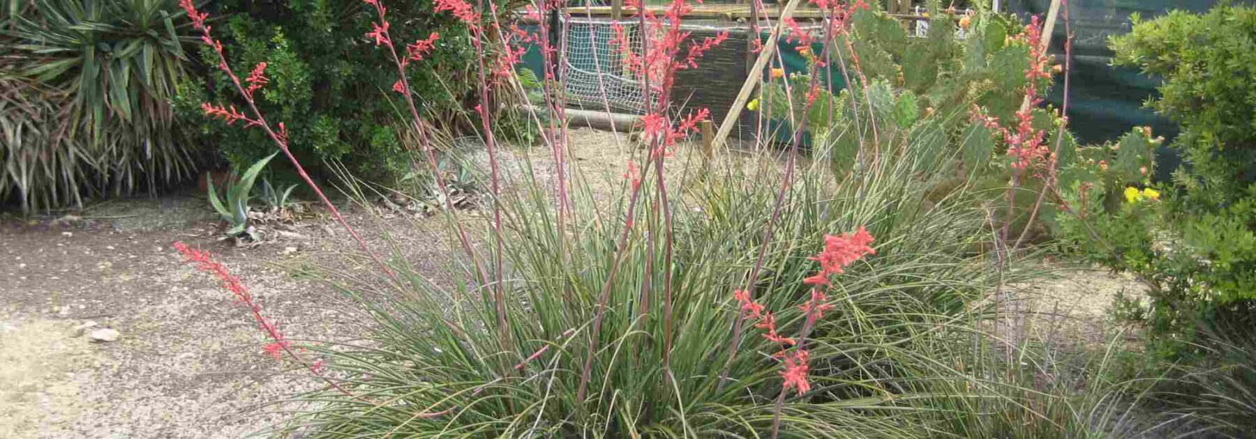 Hesperaloe - Yucca rosso: piantagione, coltivazione e cura