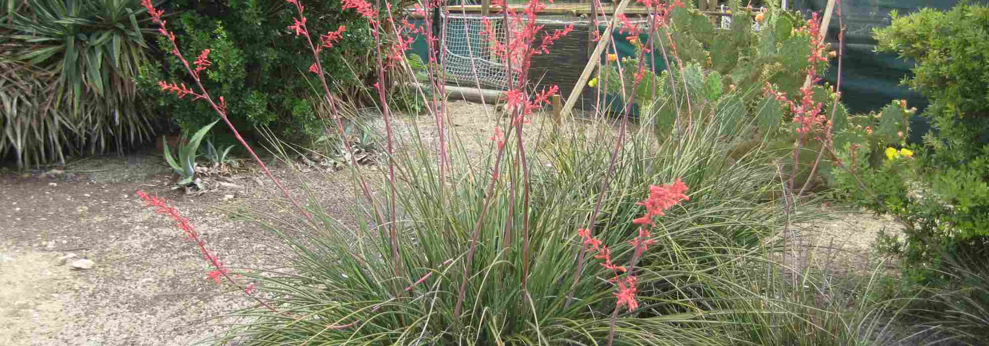 **Hesperaloe - Yucca rosso: piantagione, coltivazione e cura**