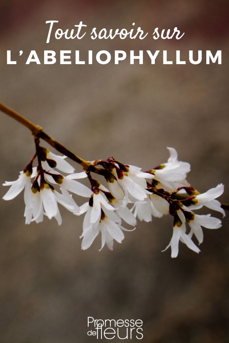 Scheda pianta Abeliophyllum Abeliophyllum