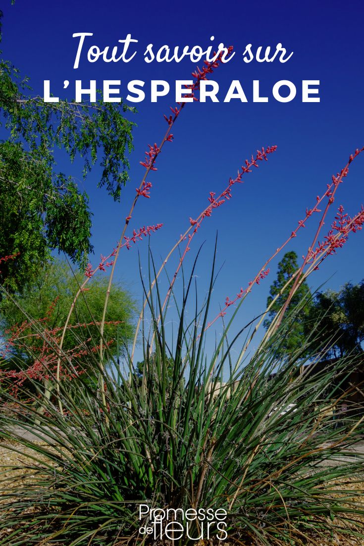 Scheda pianta Hesperaloe Hesperaloe yucca rosso