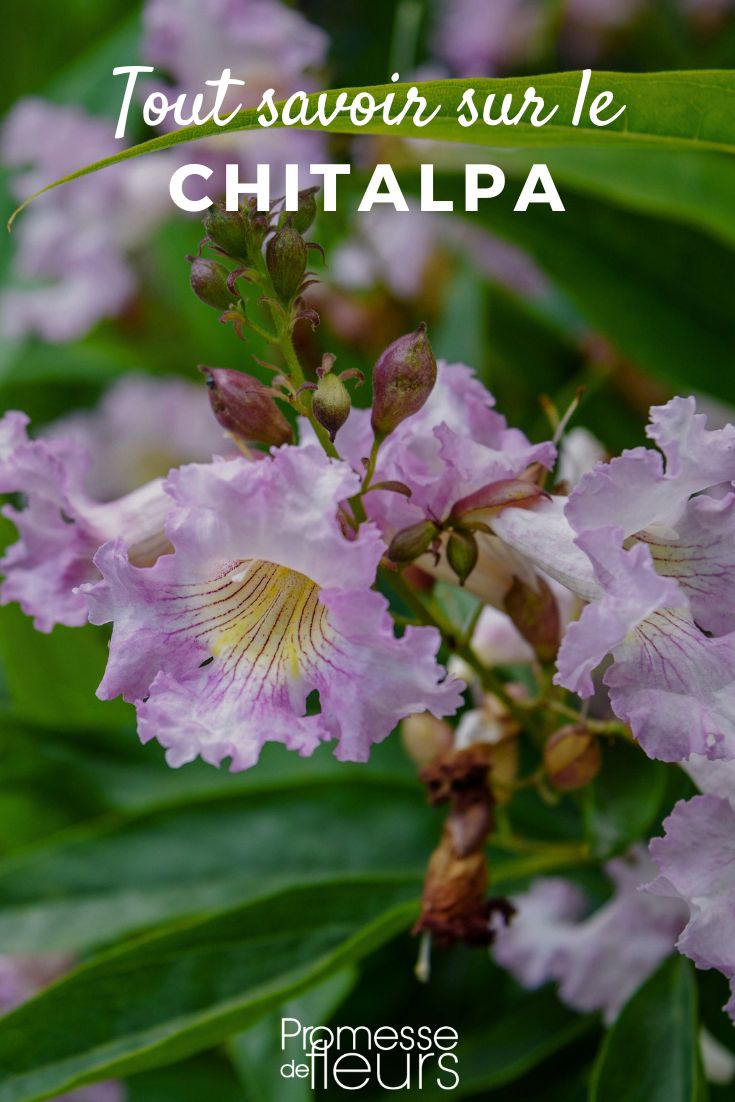 Schede piante Chitalpa chitalpa