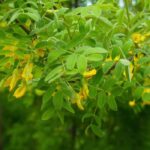 Caragana arborescens, acacia giallo: piantagione, coltivazione, cura
